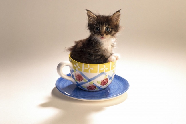 茶杯猫图片(点击浏览下一张趣图)