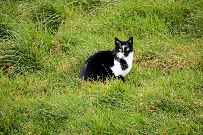 草地家养可爱小猫图片(点击浏览下一张趣图)