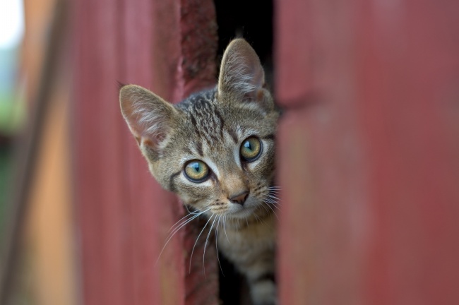 探头的小花猫图片(点击浏览下一张趣图)