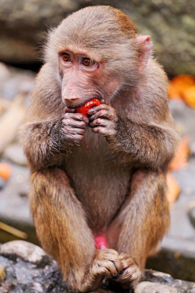 在吃苹果的猴子图片(点击浏览下一张趣图)