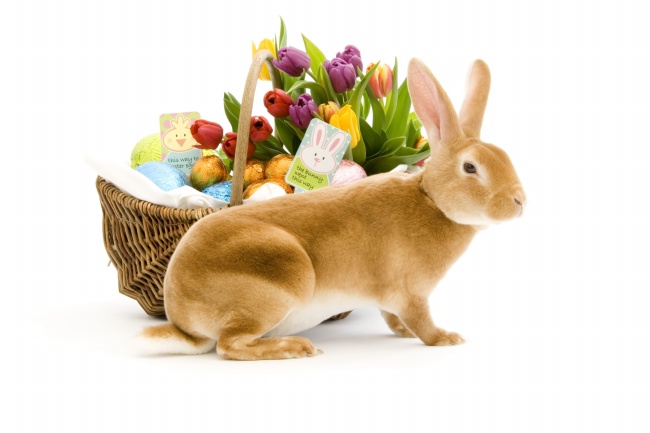 复活节兔子图片素材(点击浏览下一张趣图)
