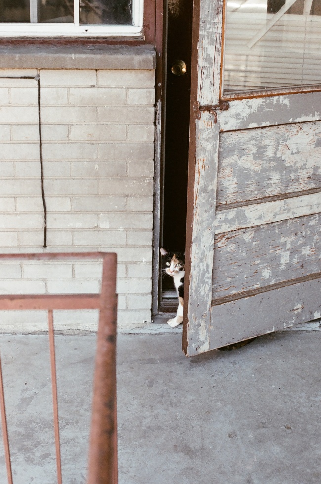 躲在门后的可爱小猫图片(点击浏览下一张趣图)