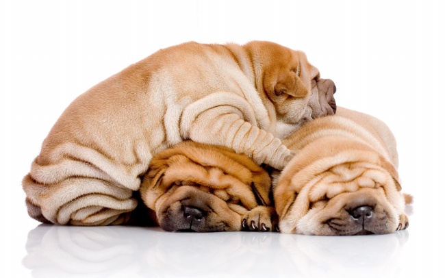 三只睡觉的沙皮狗狗图片(点击浏览下一张趣图)