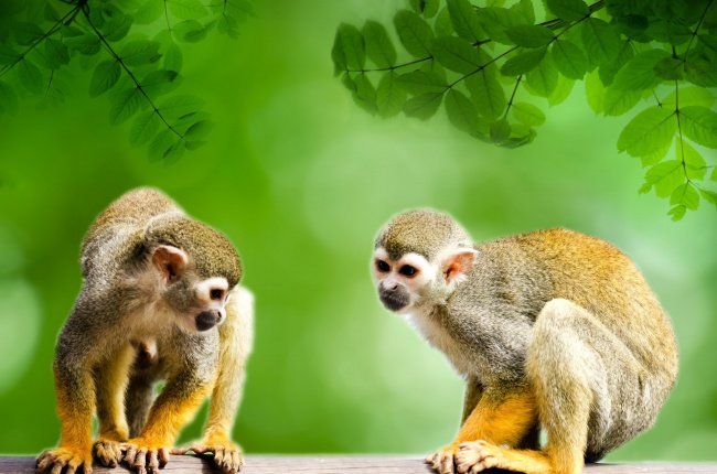 亚马逊猴子图片(点击浏览下一张趣图)