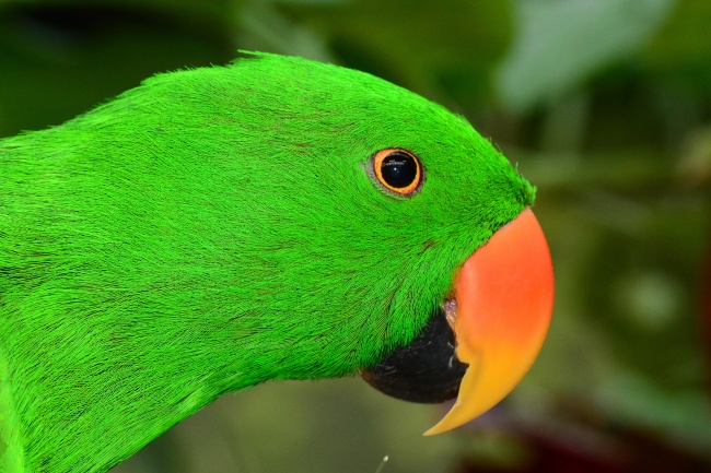 翠绿色鹦鹉图片(点击浏览下一张趣图)