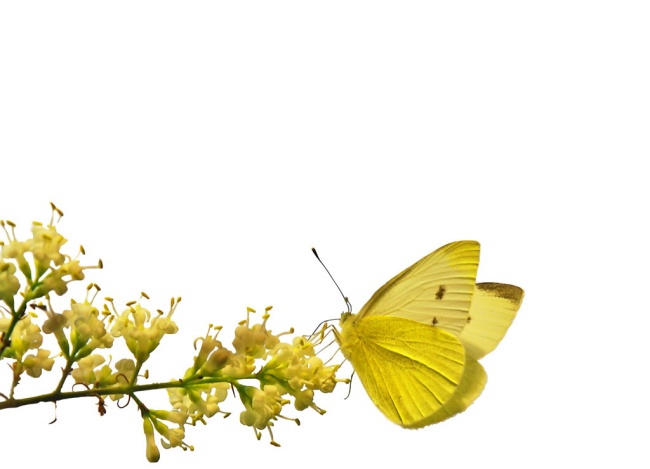 黄色花朵蝴蝶图片(点击浏览下一张趣图)