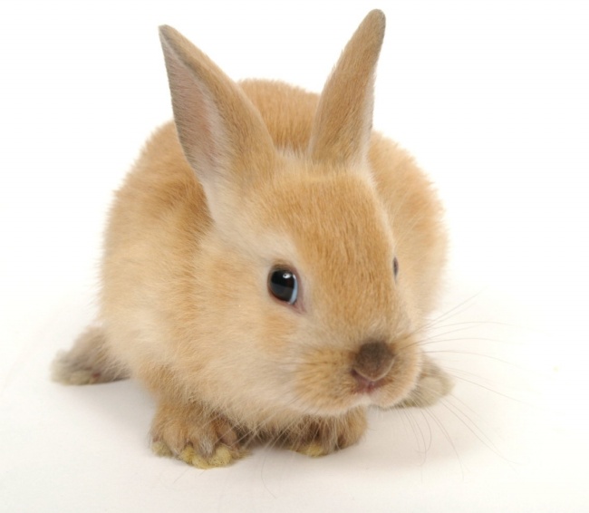 萌兔子图片(点击浏览下一张趣图)