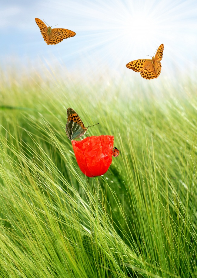 绿野中的红花蝴蝶图片(点击浏览下一张趣图)