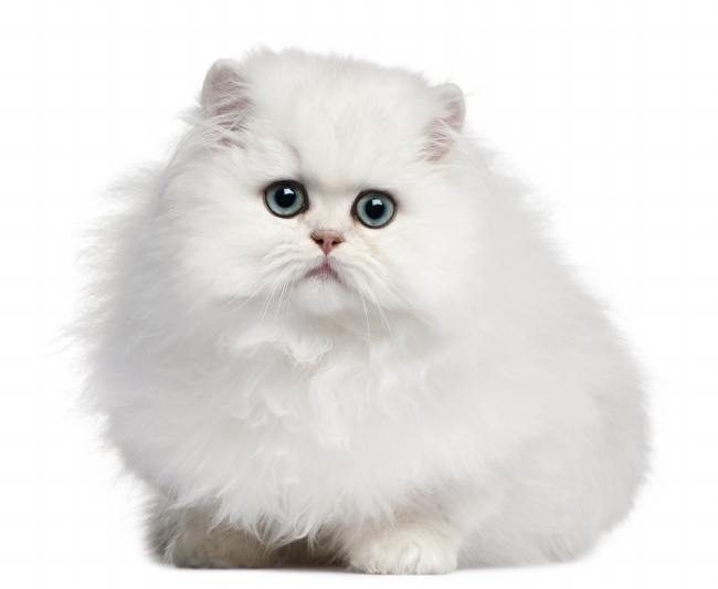 白色萌猫可爱图片(点击浏览下一张趣图)