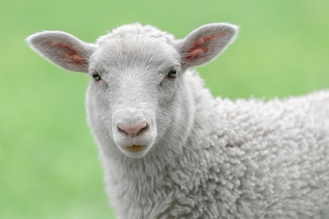 可爱小羊羔图片(点击浏览下一张趣图)