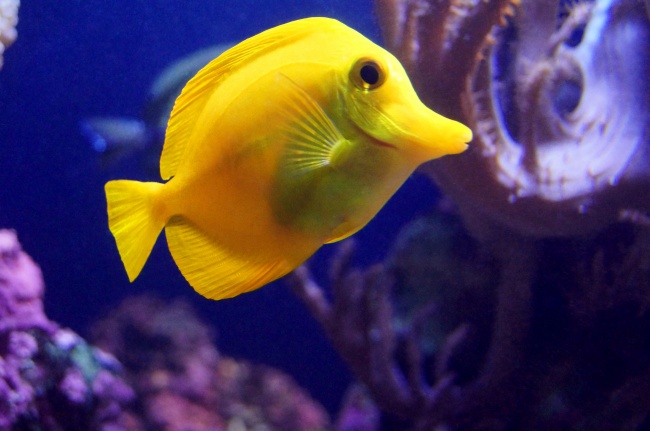 黄色宠物鱼图片(点击浏览下一张趣图)