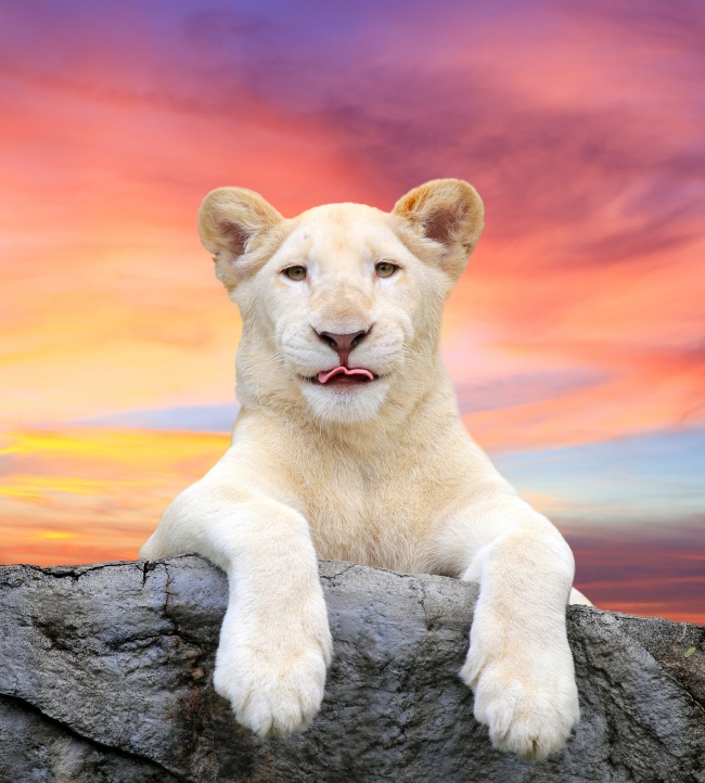 黄昏下的白狮子图片(点击浏览下一张趣图)