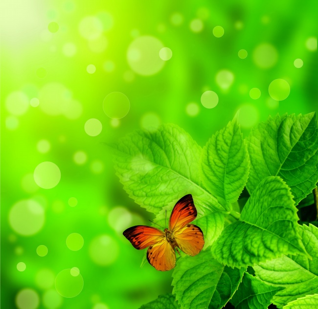 高清大图绿叶蝴蝶图片(点击浏览下一张趣图)