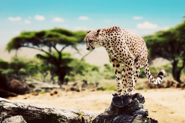 非洲豹高清大图图片(点击浏览下一张趣图)