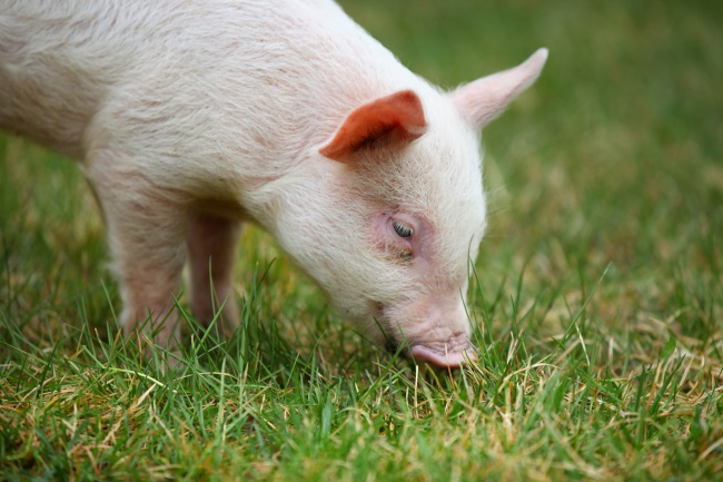 白色小猪觅食图片(点击浏览下一张趣图)