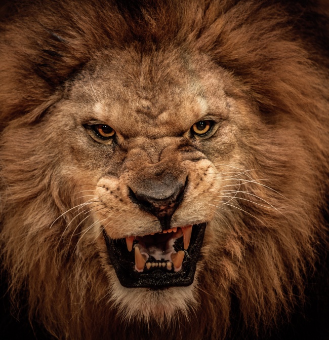 凶猛野生狮子图片(点击浏览下一张趣图)