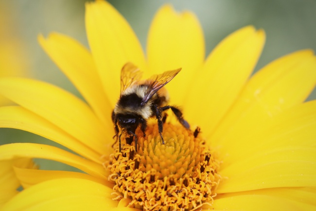 蜜蜂采蜜图片素材(点击浏览下一张趣图)