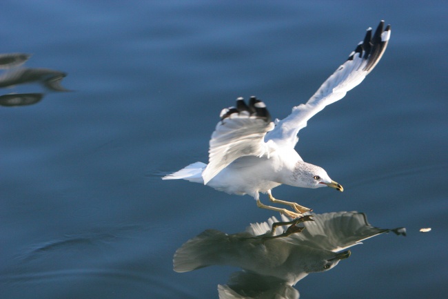 飞翔的海鸥图片(点击浏览下一张趣图)