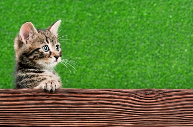 可爱木板小猫咪图片(点击浏览下一张趣图)