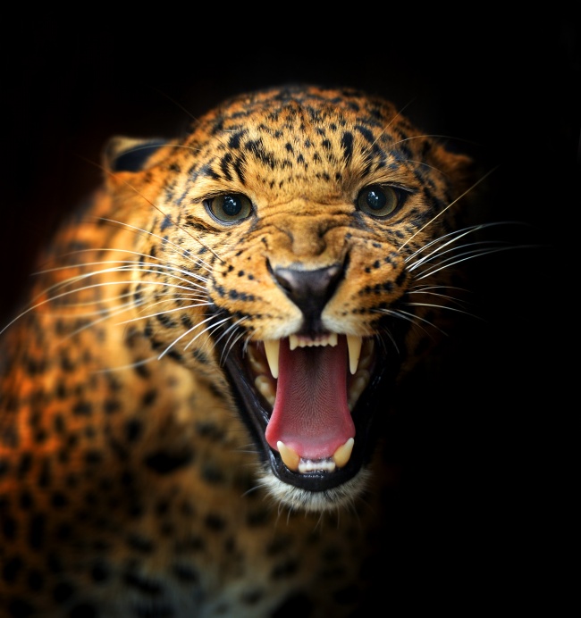 嘶吼的猎豹图片(点击浏览下一张趣图)