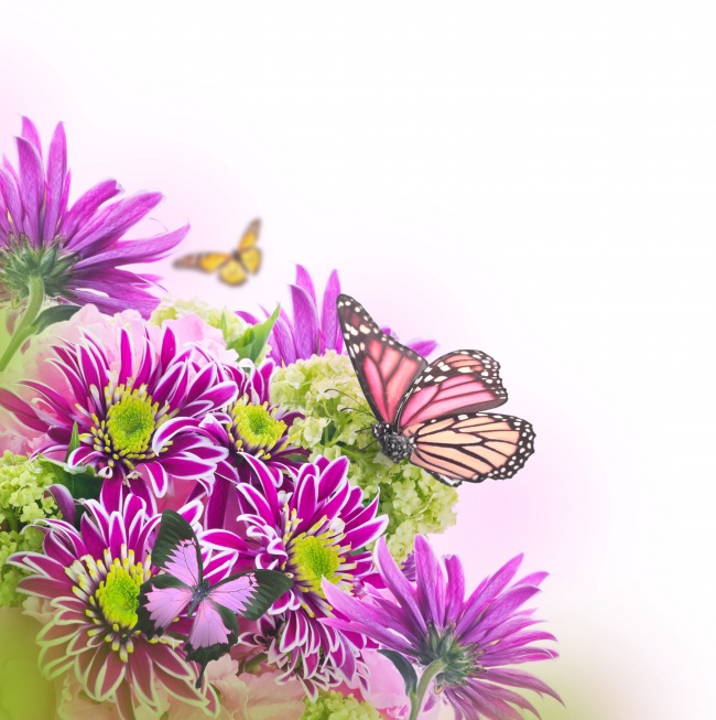 蝴蝶鲜花图片(点击浏览下一张趣图)