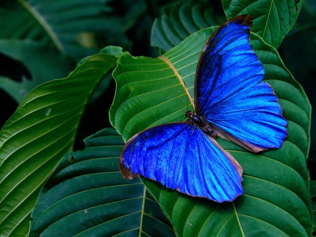 蓝闪蝶图片(点击浏览下一张趣图)