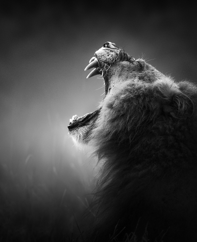 狮子仰天长啸黑白图片(点击浏览下一张趣图)