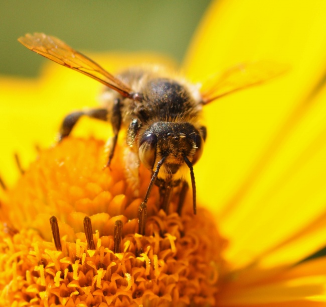 蜜蜂采蜜图片(点击浏览下一张趣图)