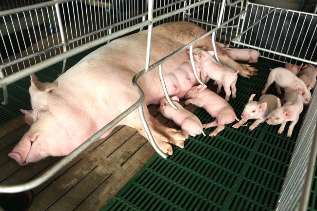 母猪哺乳小猪崽图片(点击浏览下一张趣图)