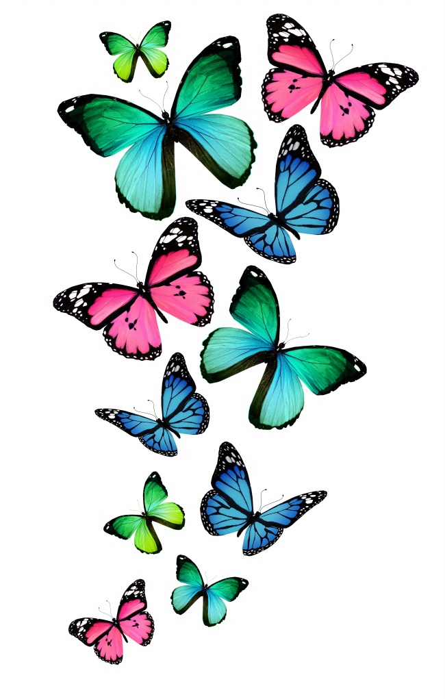 唯美彩色蝴蝶图片(点击浏览下一张趣图)