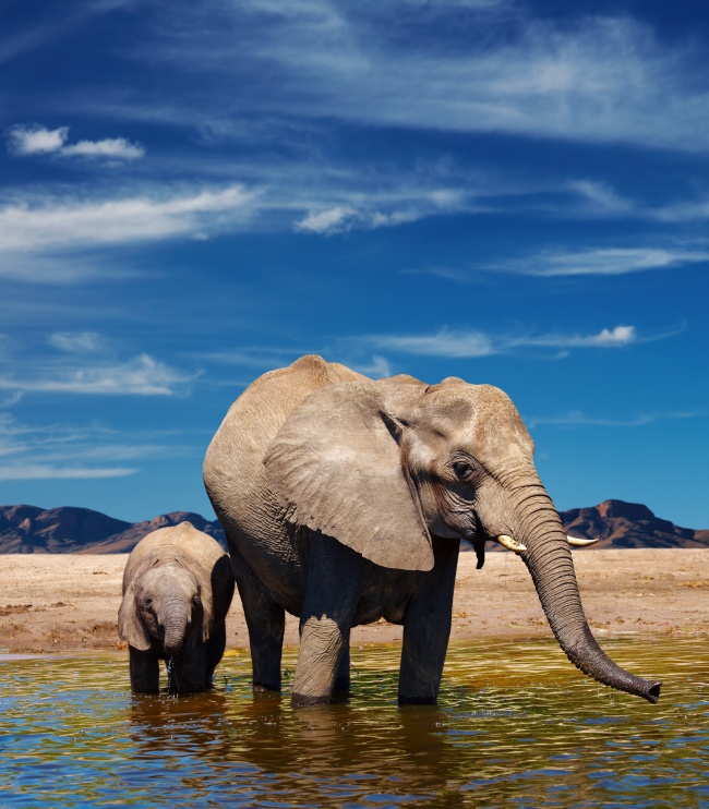 河中饮水的大象小象图片(点击浏览下一张趣图)