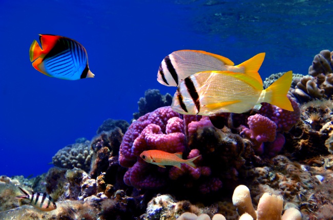 海底珊瑚和游动的鱼图片(点击浏览下一张趣图)