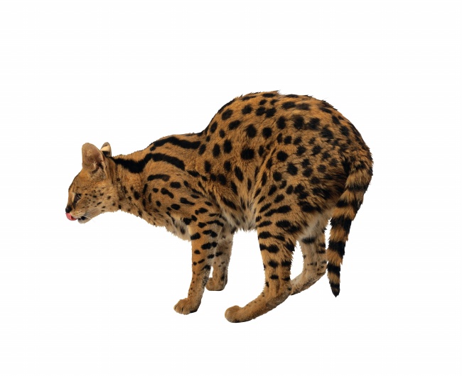 孟加拉豹猫图片(点击浏览下一张趣图)