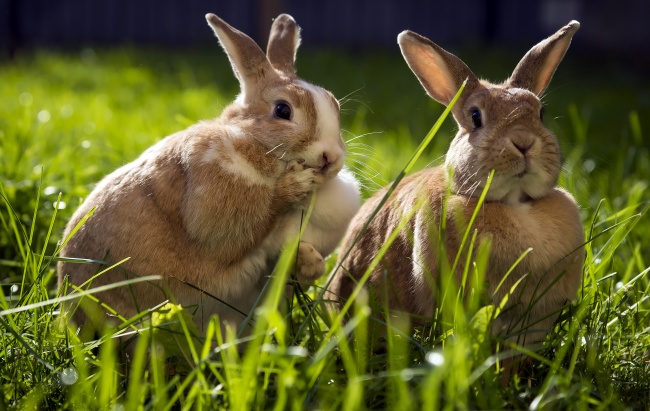 草地灰兔可爱图片(点击浏览下一张趣图)