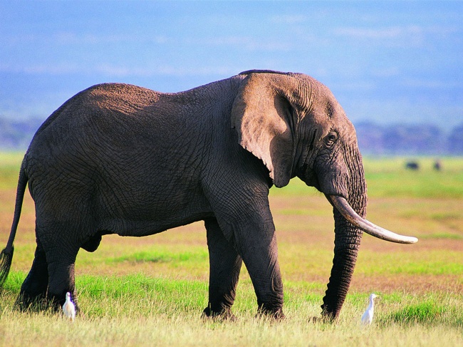 草地大象图片(点击浏览下一张趣图)
