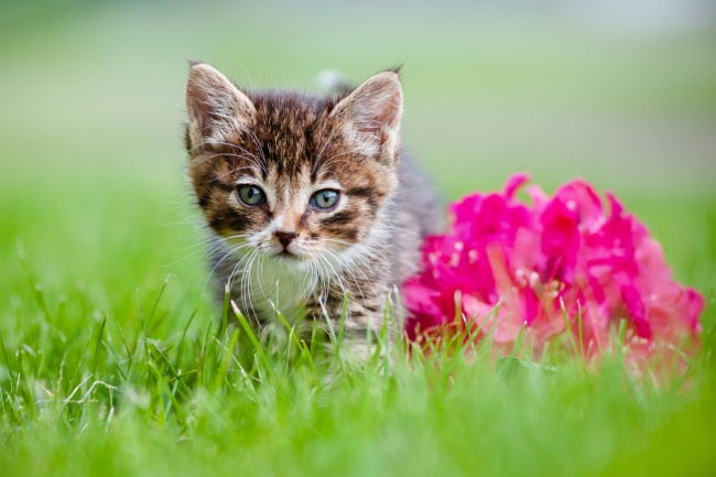 草地可爱猫咪图片(点击浏览下一张趣图)