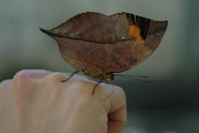手中的枯叶蝶图片(点击浏览下一张趣图)