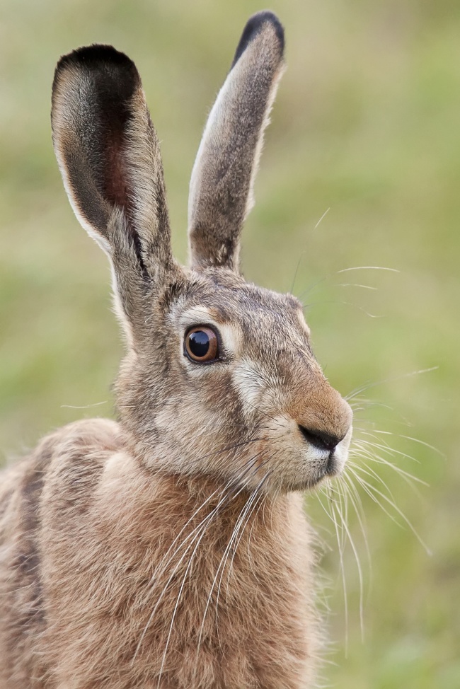 竖起耳朵的灰色兔子图片(点击浏览下一张趣图)