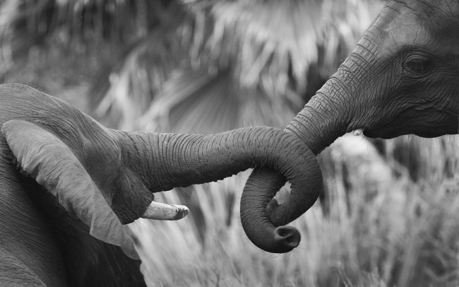 大象黑白图片(点击浏览下一张趣图)