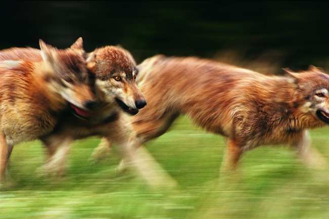 草地奔跑的狼群图片(点击浏览下一张趣图)