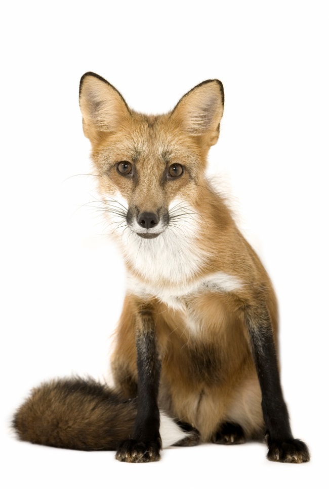 红狐狸图片(点击浏览下一张趣图)
