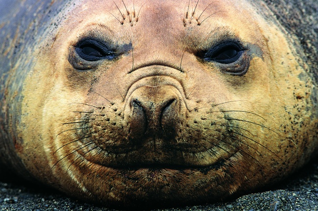 成年海狮面部图片(点击浏览下一张趣图)