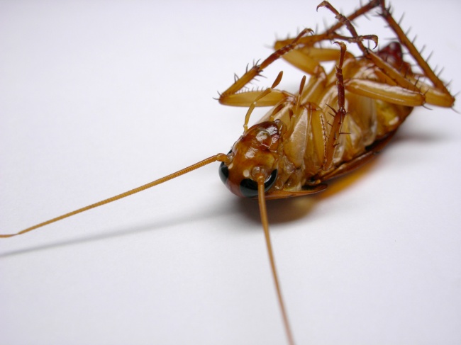蟑螂图片(点击浏览下一张趣图)