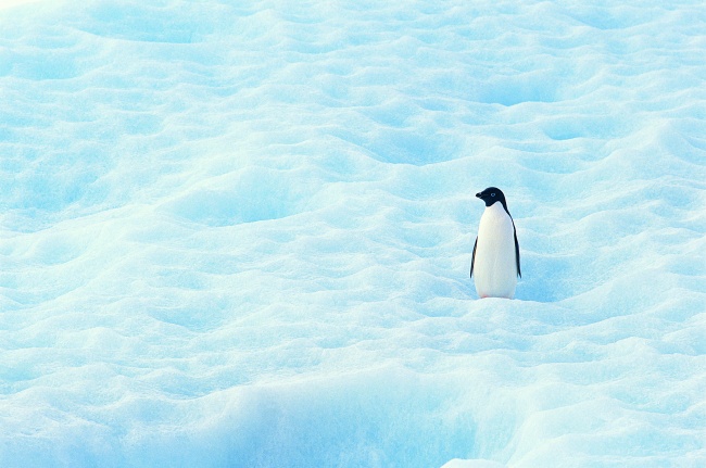 雪地帝企鹅图片(点击浏览下一张趣图)