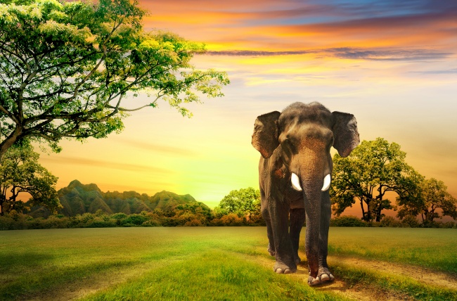 唯美黄昏森林草地大象图片(点击浏览下一张趣图)
