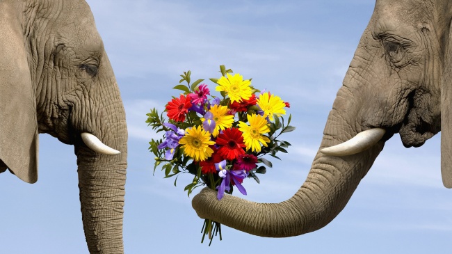 大象献花图片(点击浏览下一张趣图)