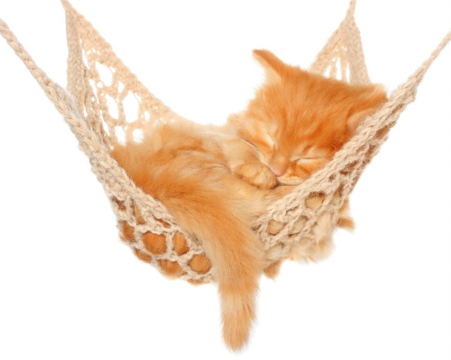 吊床上睡觉的萌猫图片(点击浏览下一张趣图)