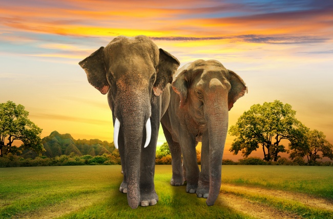 森林草地散步的大象图片(点击浏览下一张趣图)