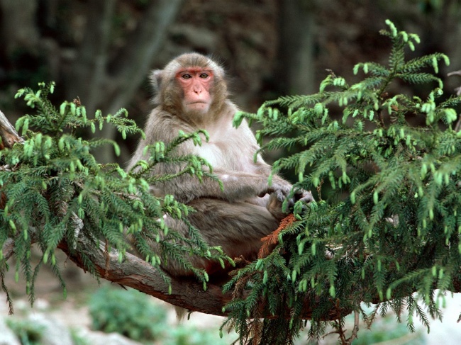 枝干上的猴子图片(点击浏览下一张趣图)