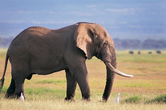 非洲野生大象图片(点击浏览下一张趣图)